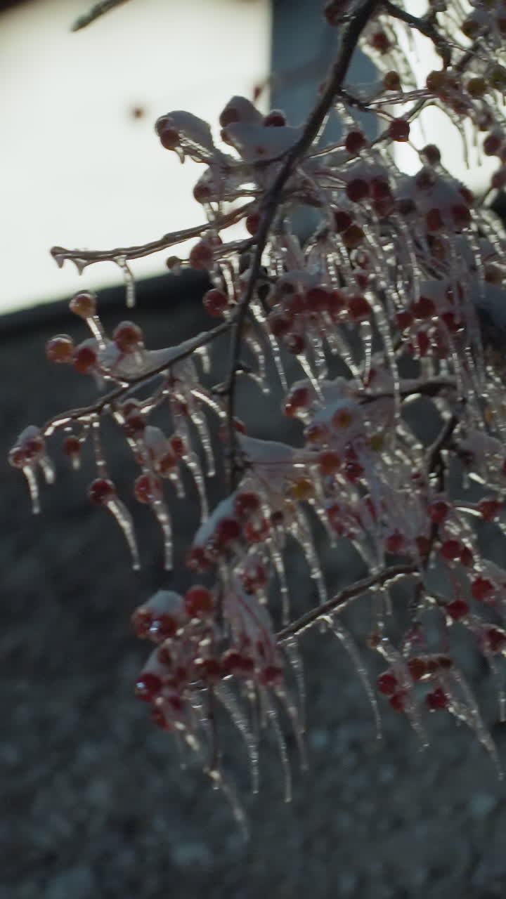 жилое здание с внешней стороны освещено светящимся светом, проходящим через окно, окруженное мерзлыми ветвями деревьев, с белым светом, отражающимся от стены