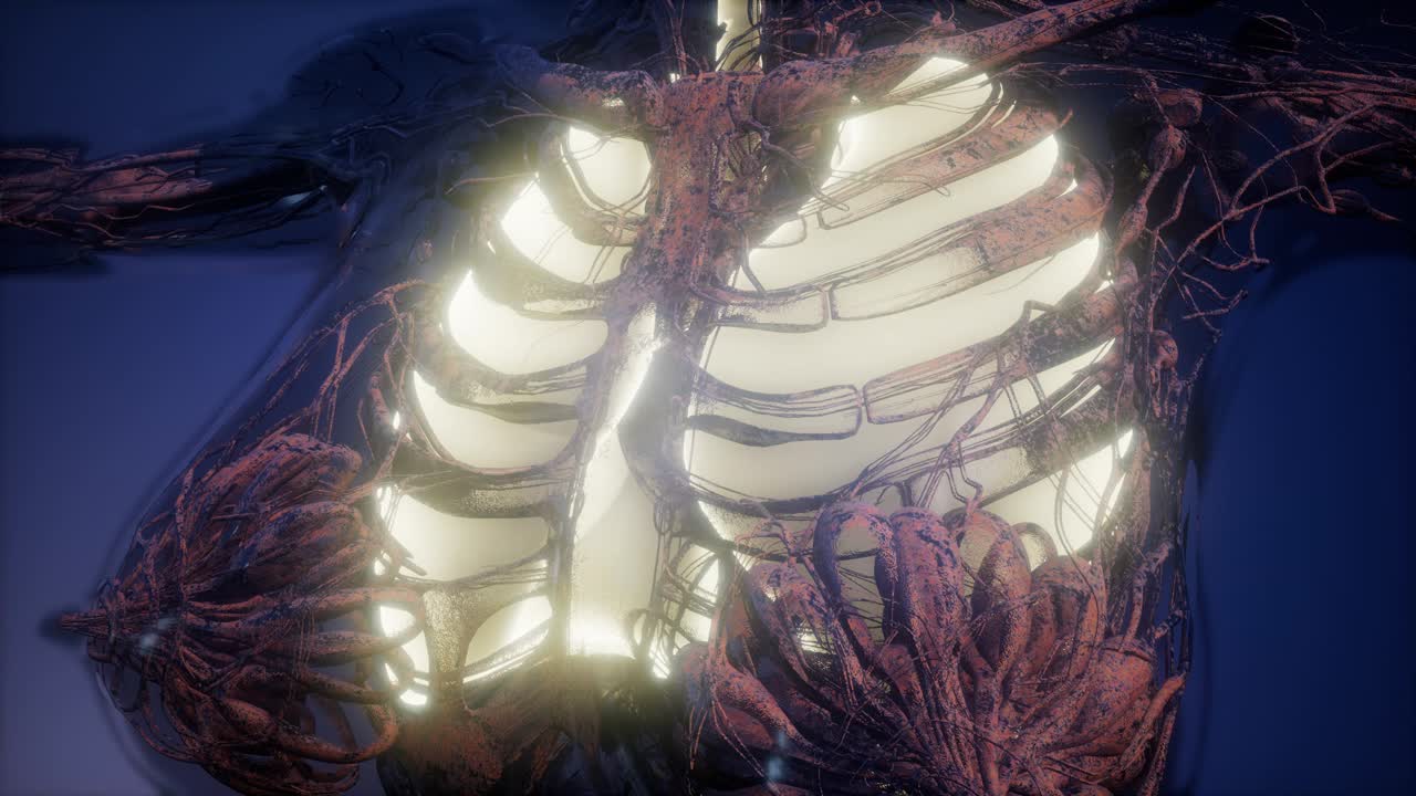 cuerpo humano con pulmones visibles