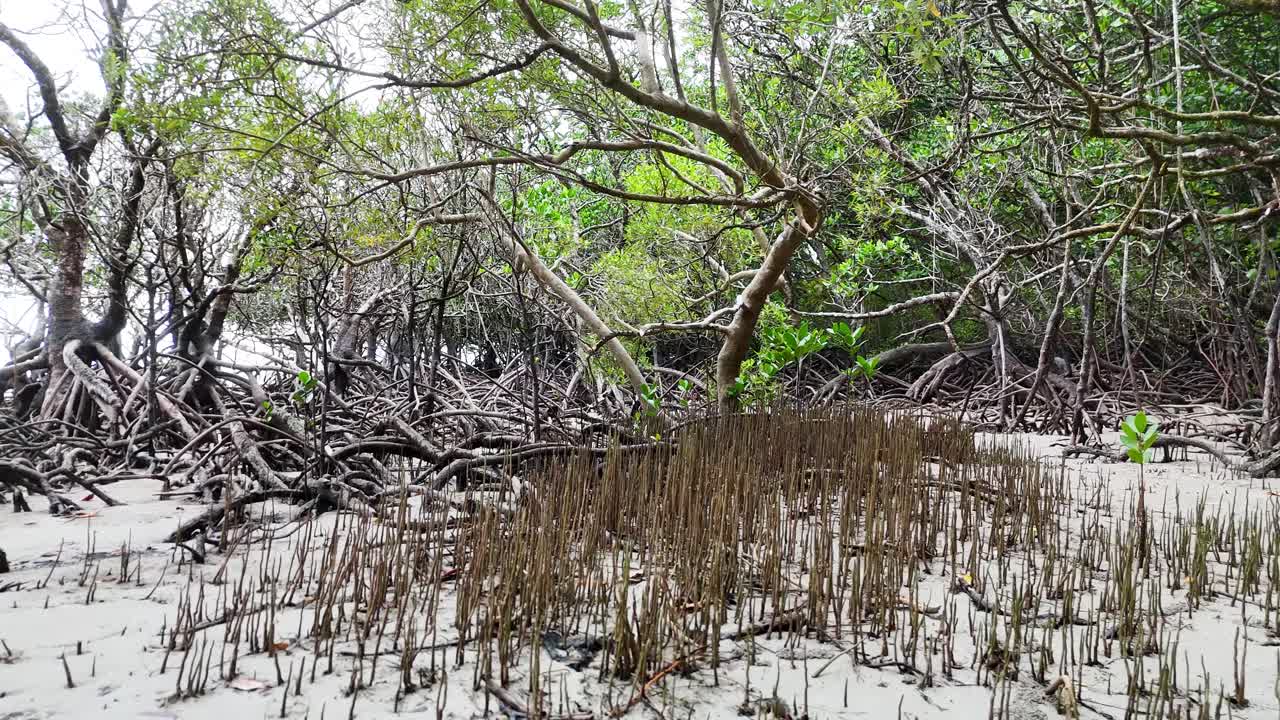 Low-angle tracking shot through dense mangrove roots and sandy forest floor, natural daylight, overcast sky