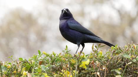 Ein-Schreiender-Kuhvogel,-Molothrus-Rufoaxillaris,-Der-Auf-Einem-Busch-Steht