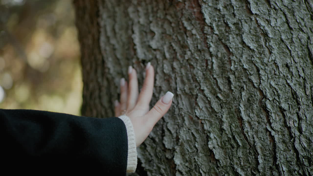 검은색 코트를 입은 손질된 손톱이 나무껍질 위를 부드럽게 미끄러지듯 지나가는 모습, 세심한 촉각적 접촉, 자연과의 교감, 부드러운 숲 보케, 가을의 평온함, 느린 움직임, 웰빙 분위기