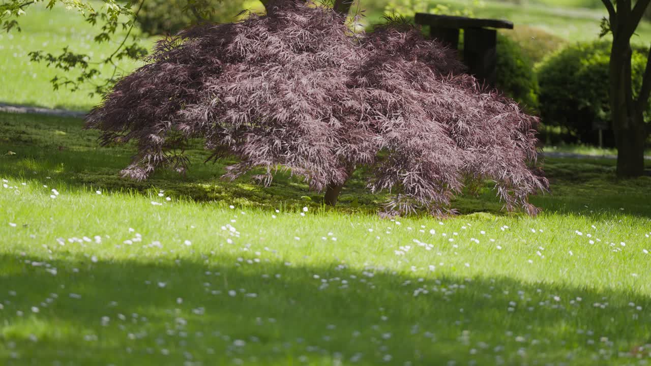 árbol de arce japonés enano con impresionantes hojas violetas en el césped verde