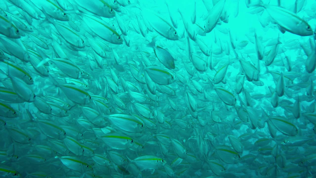 un grupo de peces cardenales en el océano índico frente a la isla de ko-tao en tailandia