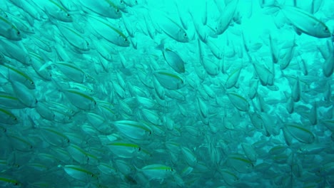 a school of cardinal fish in the indian ocean off the island of ko-tao in thailand