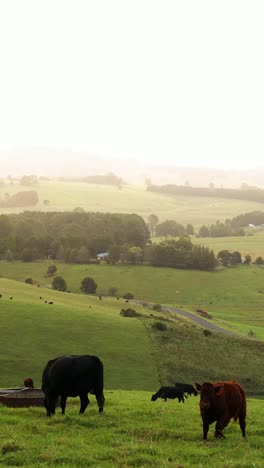 cows moving and grazing in a green field