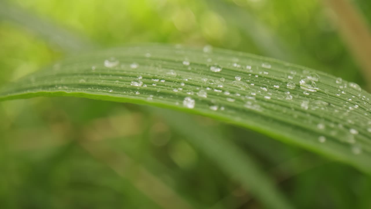 gotas bandera de rocío de la mañana en la hierba verde