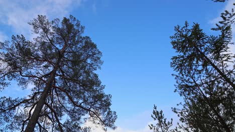 time-lapse upwards under trees with a view of the blue sky where clouds pass by