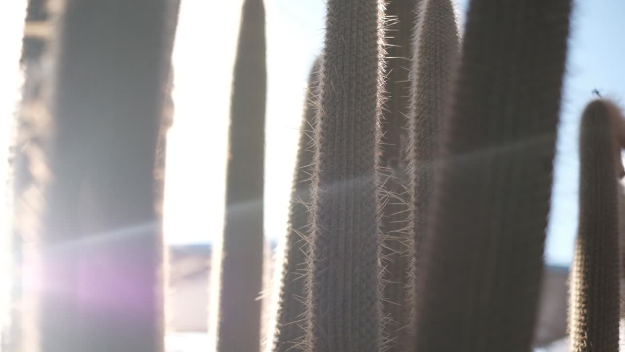 cactus en el desierto con el sol brillando a través de él