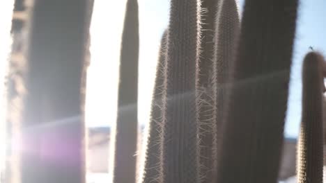 cactus in the desert with the sun shining through it