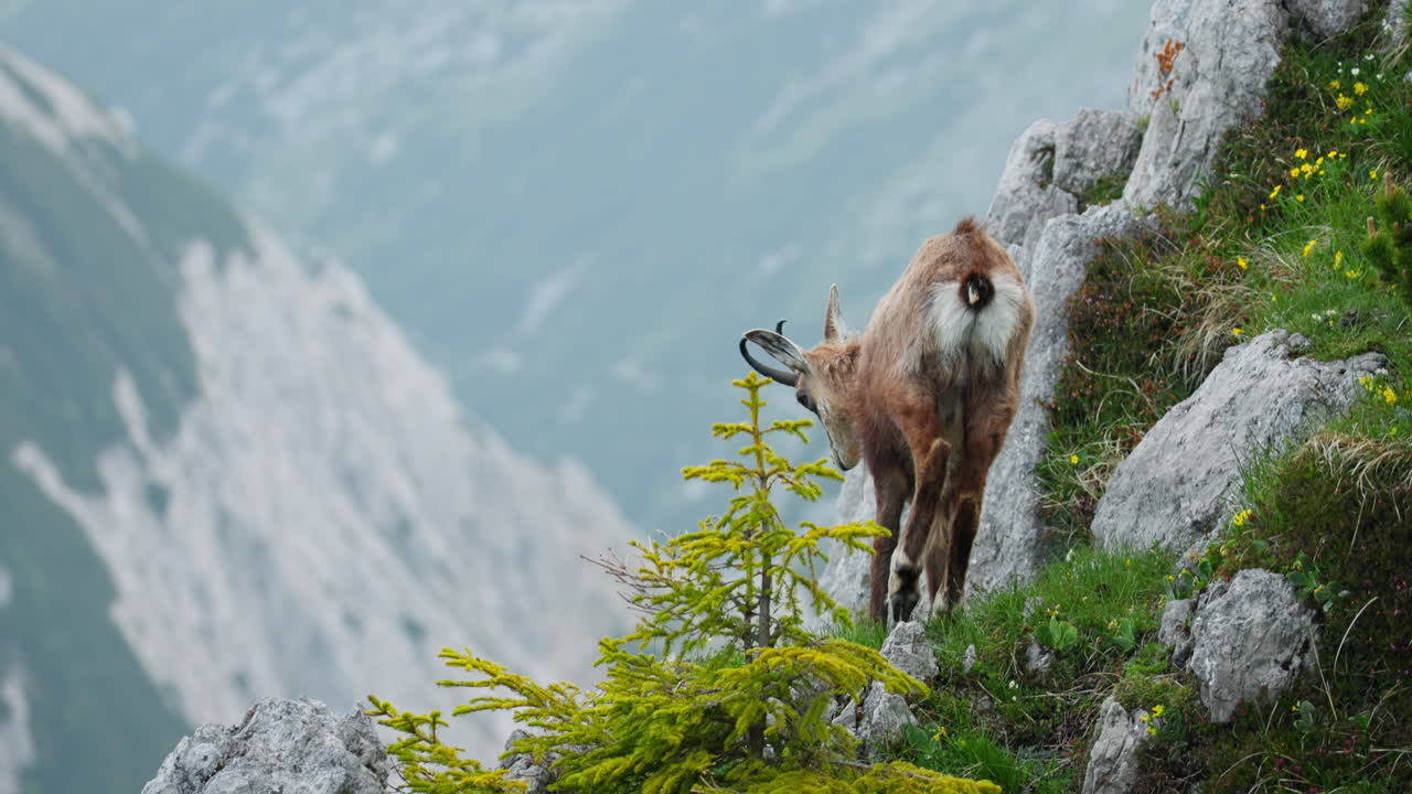Ibex walking through lush alpine landscape with panoramic views in Julian Alps