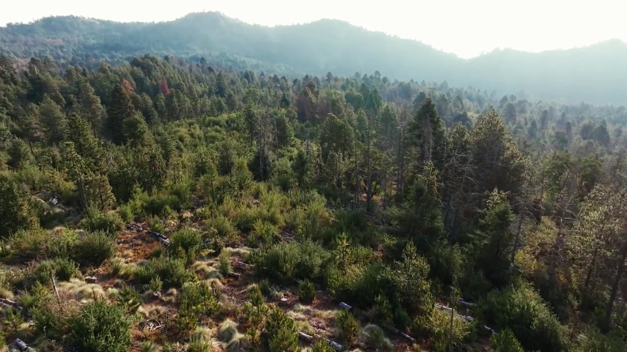 Volo aereo sopra una fitta foresta verde sul Nevado de Colima durante un'alba velata