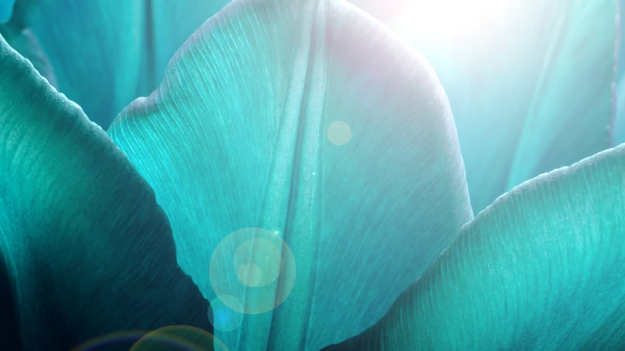 Petali di tulipani blu di tendenza in primo piano con luce solare e raggi di sole. Video 4K di alta qualità 16x9. ProRes 422 HQ
