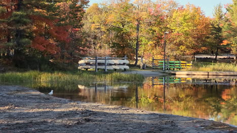 breathtaking autumn forrest reflecting on a lake, colorful sunny day, sliding shot