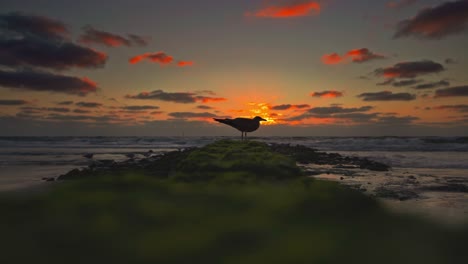 Amorosa-Puesta-De-Sol-En-Una-Playa-Con-Una-Gaviota-Sentada-En-Un-Espigón,-Despegando