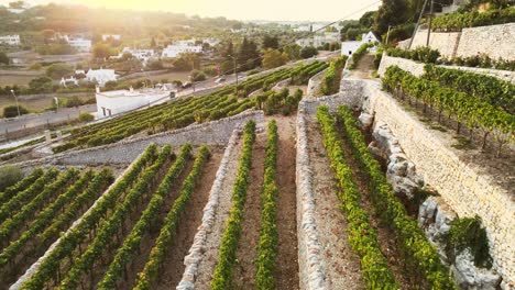 Aerial-panoramic-view-over-Locorotondo-terrace-vineyard,-traditional-italian-hilltop-town,-at-sunrise