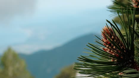 brown cone of an evergreen bosnian pine tree in the woodlands