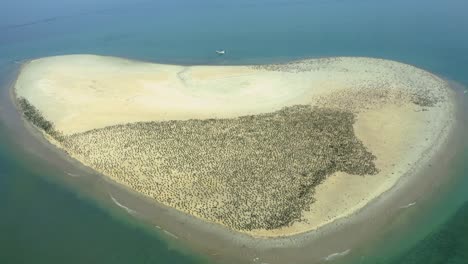 Riesige-Herde-Brauner-Pelikane-Versammeln-Sich-Am-Sandstrand-Der-Insel,-Luftrückzug