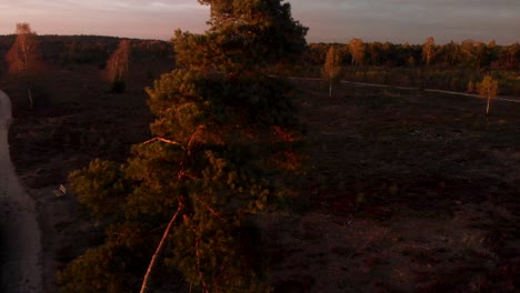 Die-Luftaufnahme-Zeigt-Eine-Kiefer-Inmitten-Einer-Moorlandschaft-Bei-Sonnenuntergang,-Die-Eine-Tief-Orange-goldene-Atmosphäre-Schafft,-Mit-Einer-Bank-Auf-Einem-Vorbeiziehenden-Feldweg