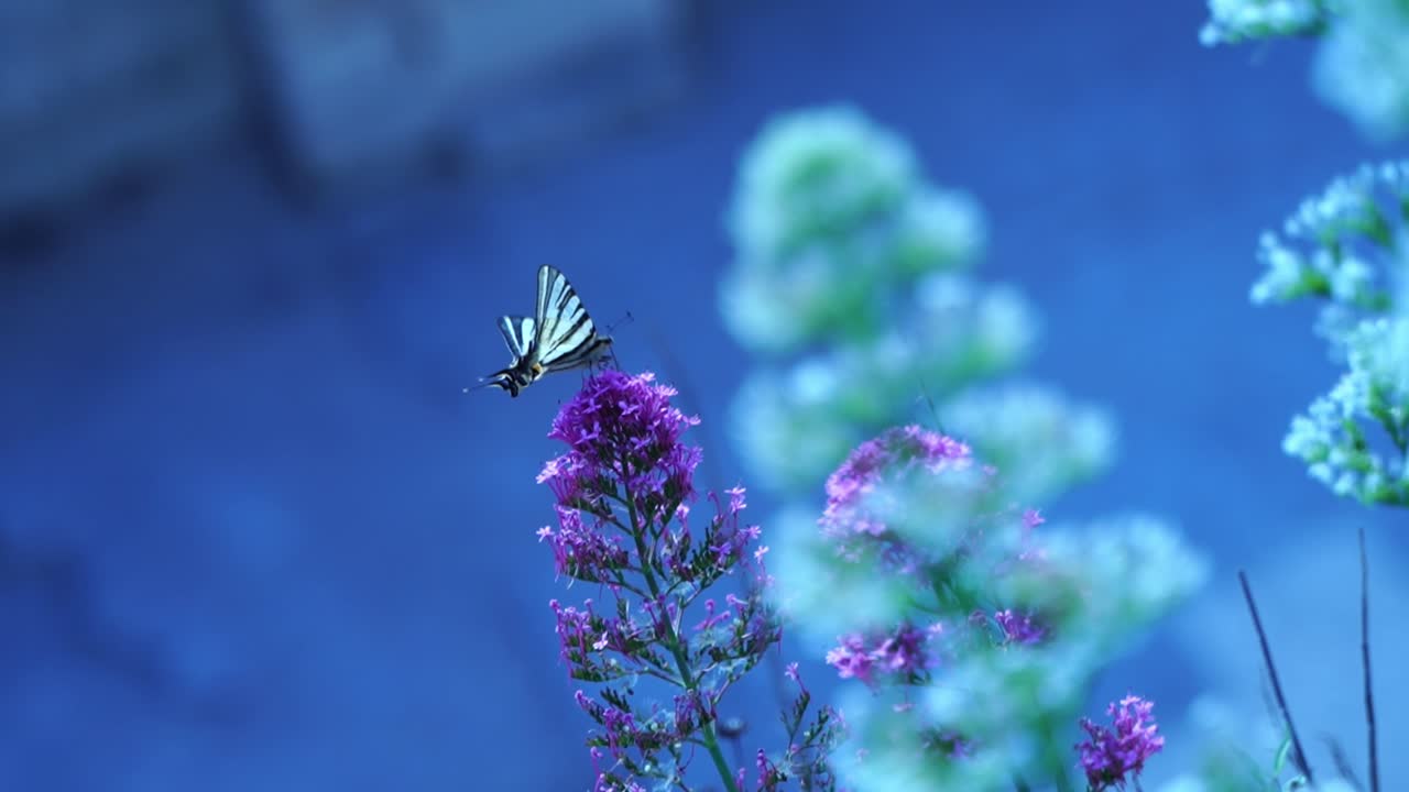 primer plano de una mariposa sentada en una gran flor de planta y sacando el dectar de la flor con su probóscide en el sol