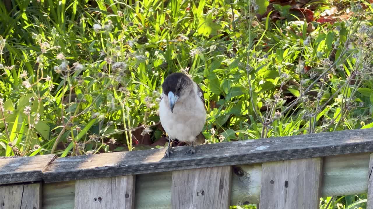 Australian butcherbird stands alert on wooden fence, natural daylight, static camera, green background