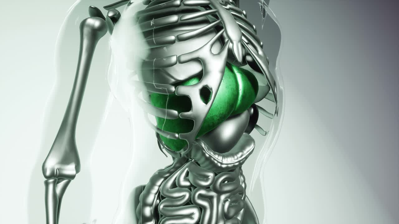 모든 장기와  ⁇ 를 포함한 인간 간 모델