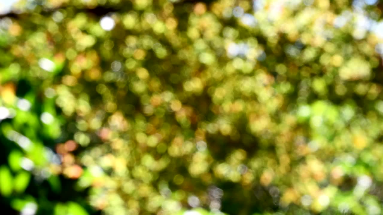 verde bokeh fondo abstracto borroso, hojas de follaje balanceándose en el viento. bokeh luz 4k