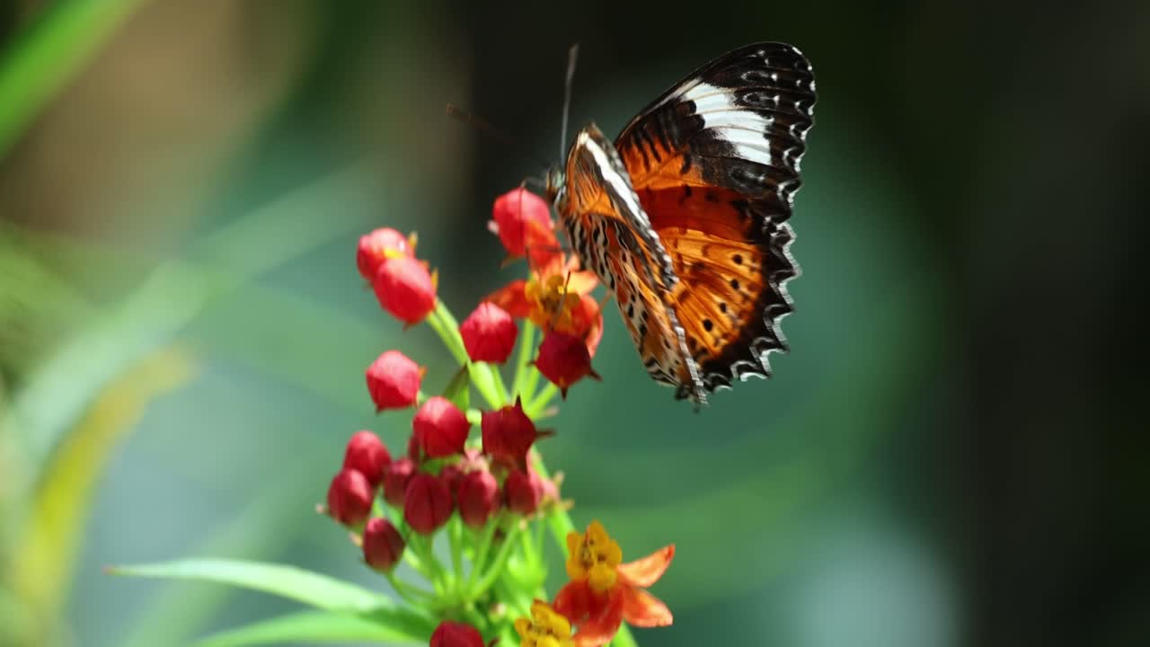 una mariposa revolotea y se alimenta de flores vibrantes.