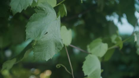 Blätter-Von-Weinreben,-Während-Die-Sonnenuntergänge-Mit-Bmpcc4k-Und-Canon-Fd&#39;s-Aufgenommen-Wurden