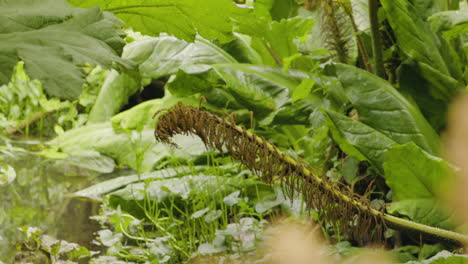 Vista-De-Grandes-Hojas-Verdes-De-Gunnera-Manicata-En-El-Río-Cerca-Del-Castillo-De-Blarney,-Irlanda