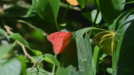 Visto-De-Costado-Posado-Sobre-Una-Hoja-Mirando-Hacia-La-Derecha-Mientras-Otras-Mariposas-Vuelan-Alrededor