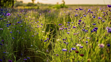 close up shot of wild blue flowers along with tall grasses on a sunny day in timelapse