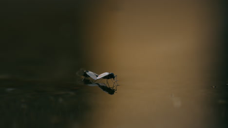 non-biting chironomid midges mating on the water surface, gently drifting with beautiful golden lighting, creating a serene and detailed scene