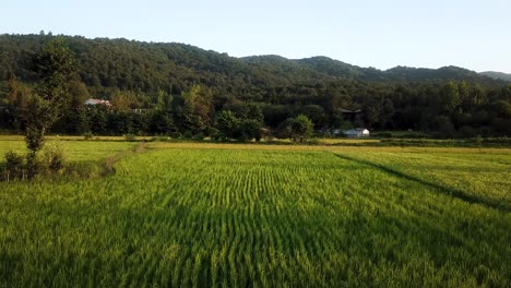 Scenic-agriculture-wide-panoramic-view-of-rice-paddy-farm-in-Gilan-lonely-tree-green-meadow-local-people-land-forest-hill-mountain-local-people-life-in-rural-village-countryside-in-iran-highland-life