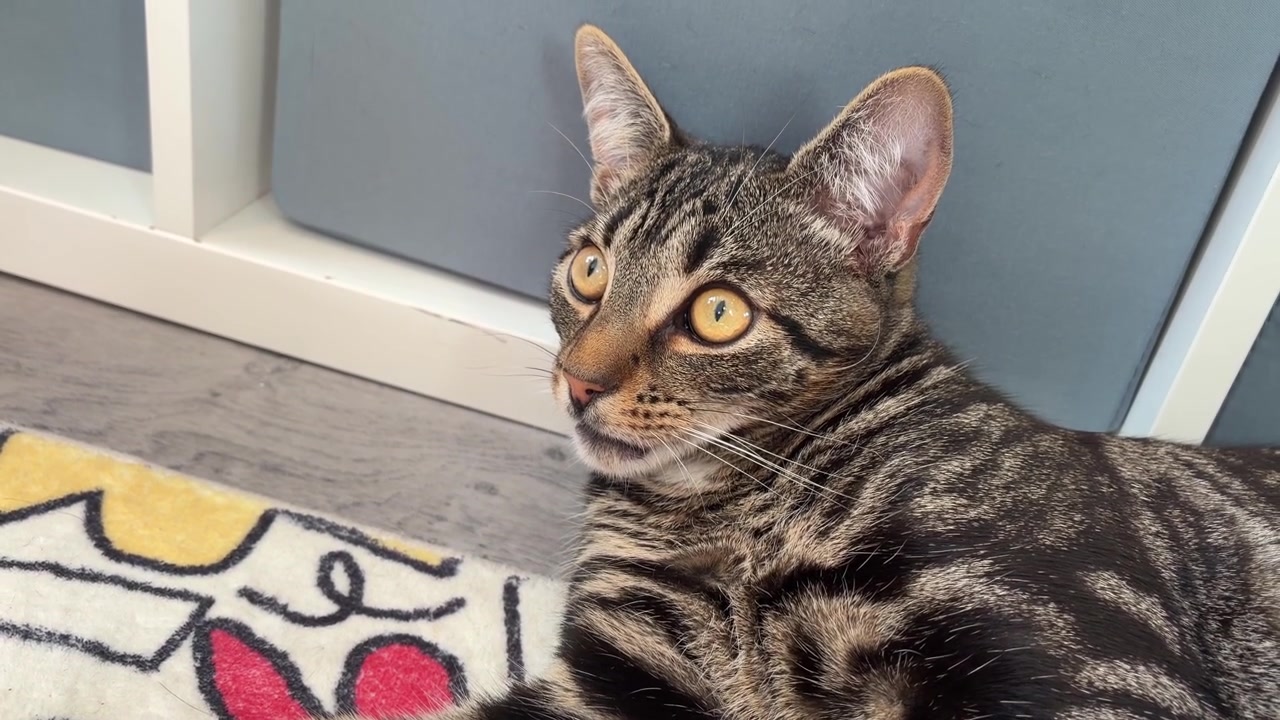 Primer plano de un gato atigrado tumbado en el interior mirando a la cámara.