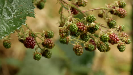 arbusto de mora silvestre ubicado en el parque nacional de otway