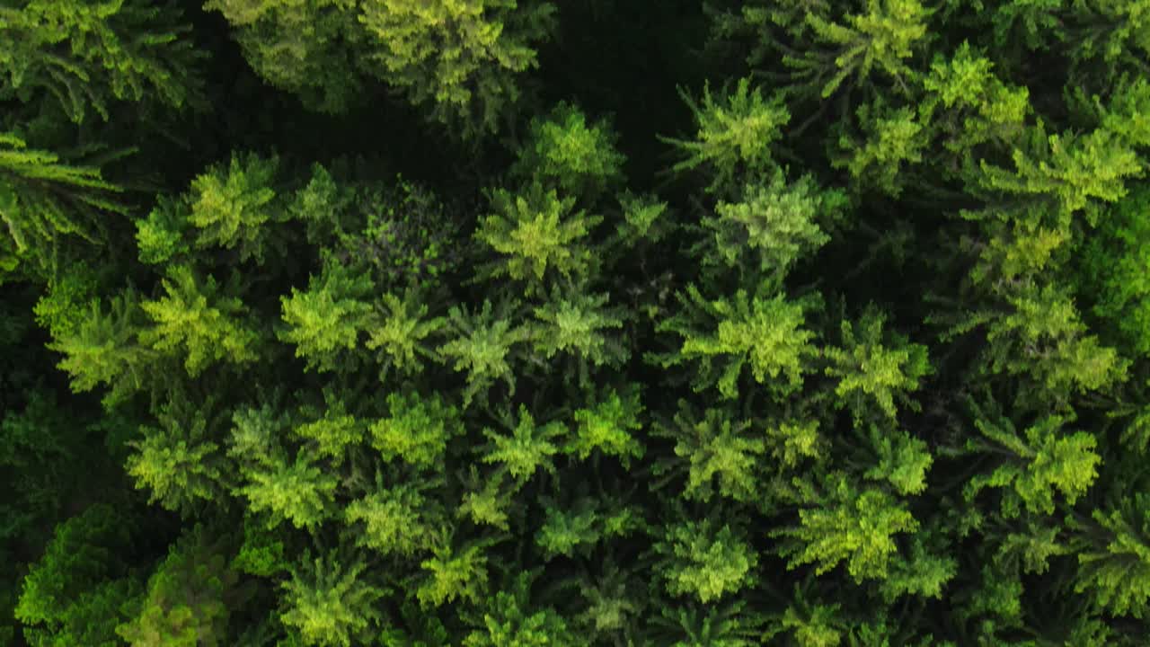 воздушный вид леса в швейцарии