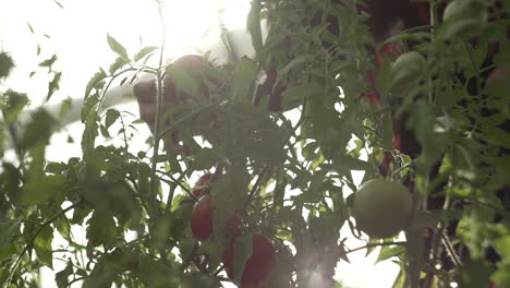 the farmer inspects his tomato crop