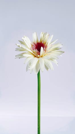 single white gerbera flower