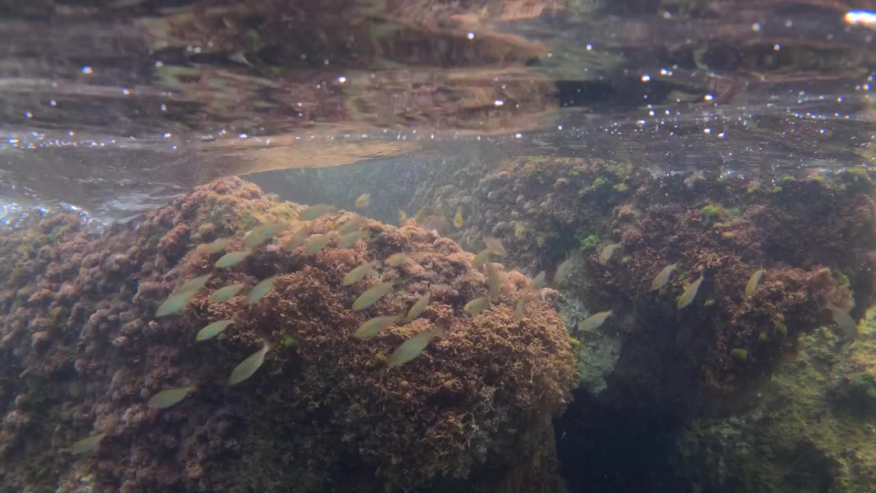 Piccoli pesci che nuotano insieme sopra rocce marine coperte di alghe, vicino alla superficie dell'oceano con raggi di luce.