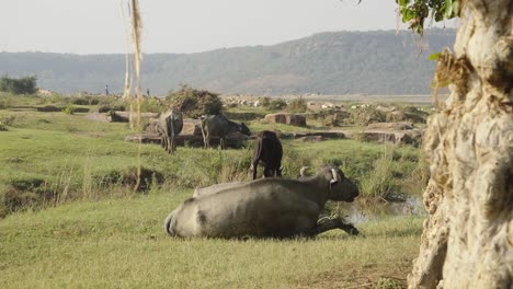 Búfalos-Relajándose-Y-Pastando-En-Una-Pradera-Cerca-Del-Río