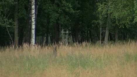 roe deer graze in the meadow