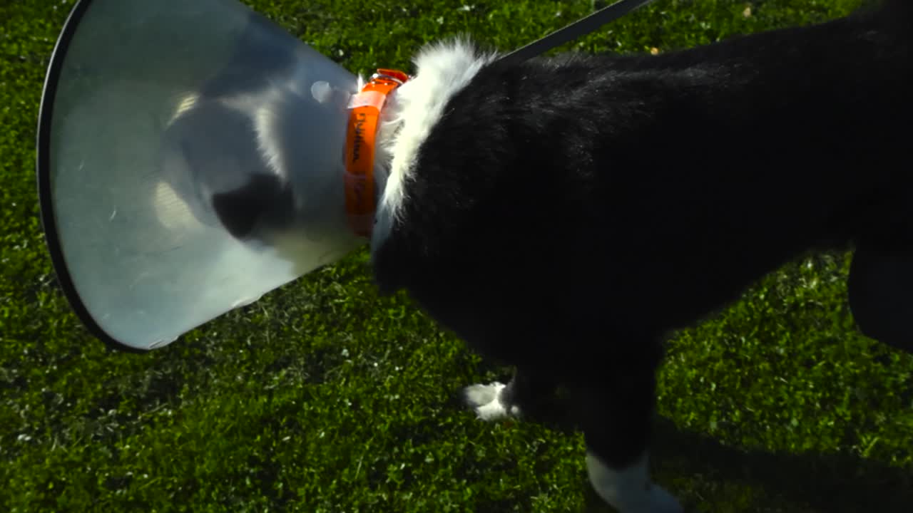 Top down view of a sad Karelian bear dog who is black and white colored wearing a E-collar ro recovery collar during a sunny summer or spring day at a garden with green grass below him thats mowed