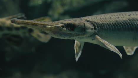 elongated mouth of spotted gar fish at sendai umino-mori aquarium in miyagi, japan