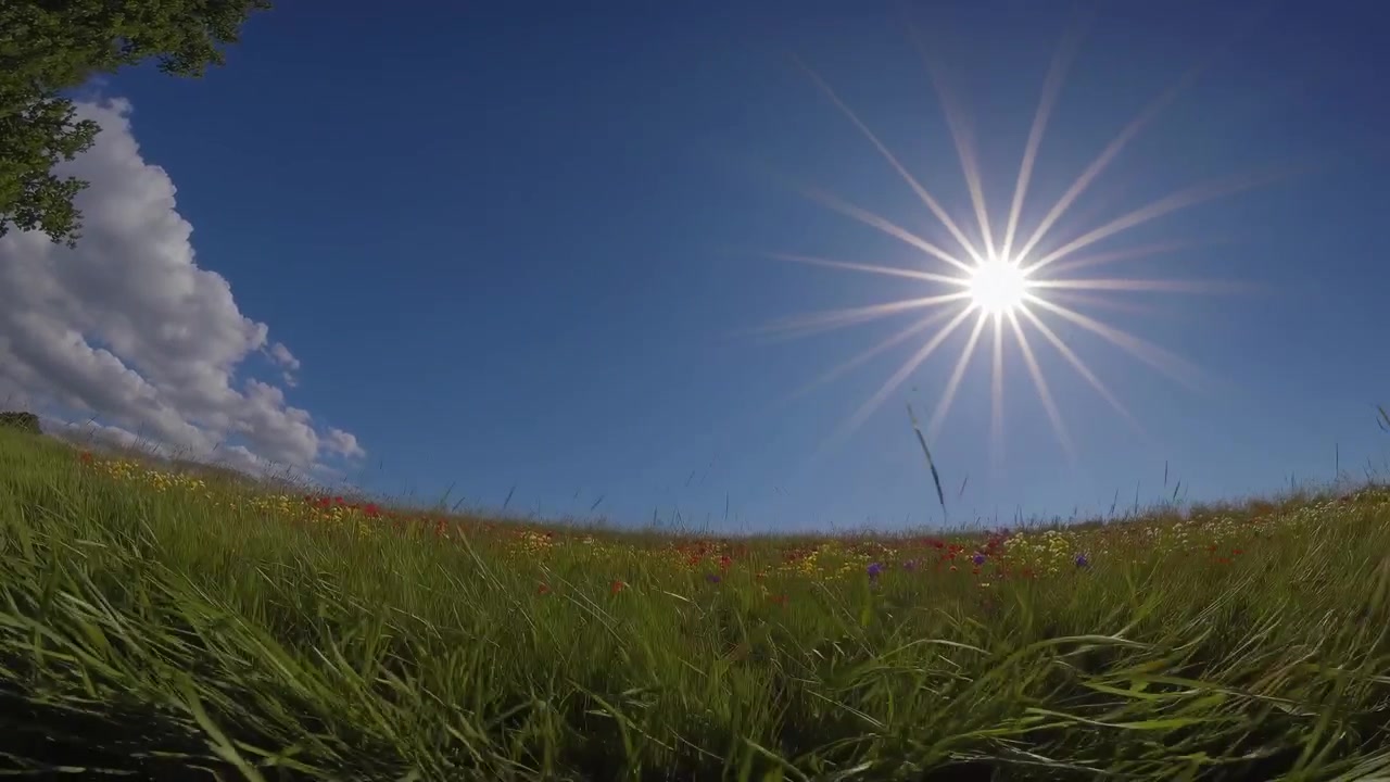 Klar sol med stjerneglimt-effekt over en mark med svajende grønt græs