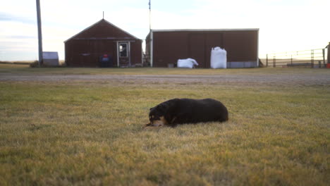 dog laying on grass on a farm chewing on a stick