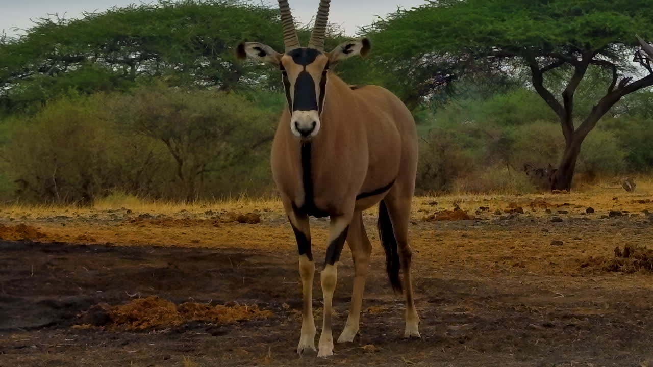 A closeup portrait of a majestic Beisa Oryx, or East African Oryx, standing in the African savanna and scanning its surroundings