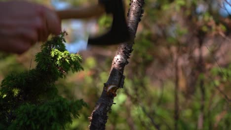 pequeño árbol cortado a mano sosteniendo un pequeño hacha de senderismo - hermoso primer plano del bosque a la luz del sol de la mañana con un arbusto de enebro verde profundo en primer plano y árboles borrosos en el fondo - cámara lenta
