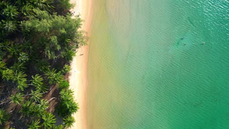 palm trees bordering a pristine white sand beach meeting turquoise water in koh rong island, cambodia. gorgeous aerial view flight drone shot footage from above