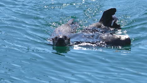 Nutrias-Marinas-De-California.-Cerrar-Video-En-4k