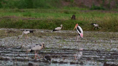 Seen-before-dark-resting-in-the-middle-of-the-rice-paddy-looking-around-while-other-birds-forage-around